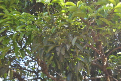 Acronychia pedunculata